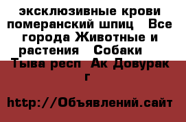эксклюзивные крови-померанский шпиц - Все города Животные и растения » Собаки   . Тыва респ.,Ак-Довурак г.